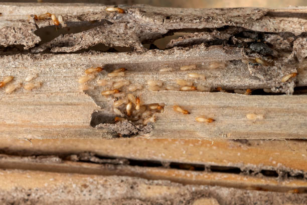 Wildlife Control Services in Oostburg, WI